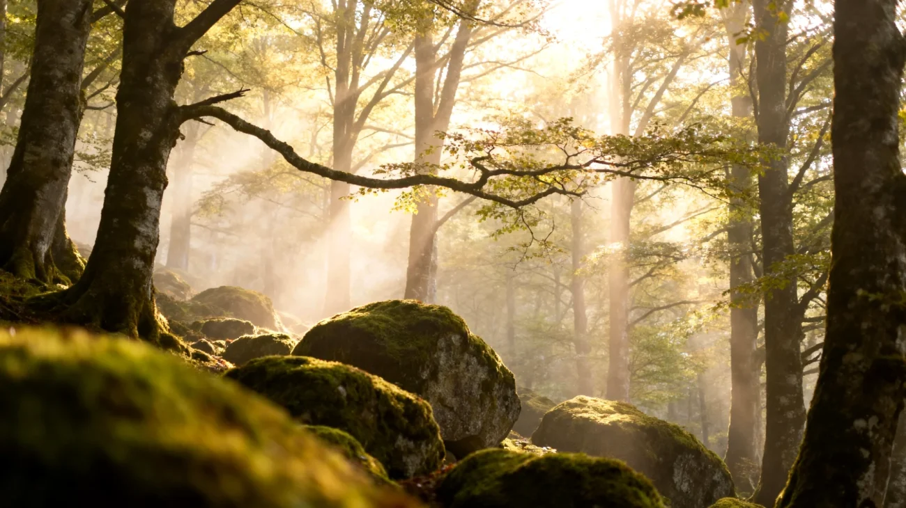 Foresta Nera"