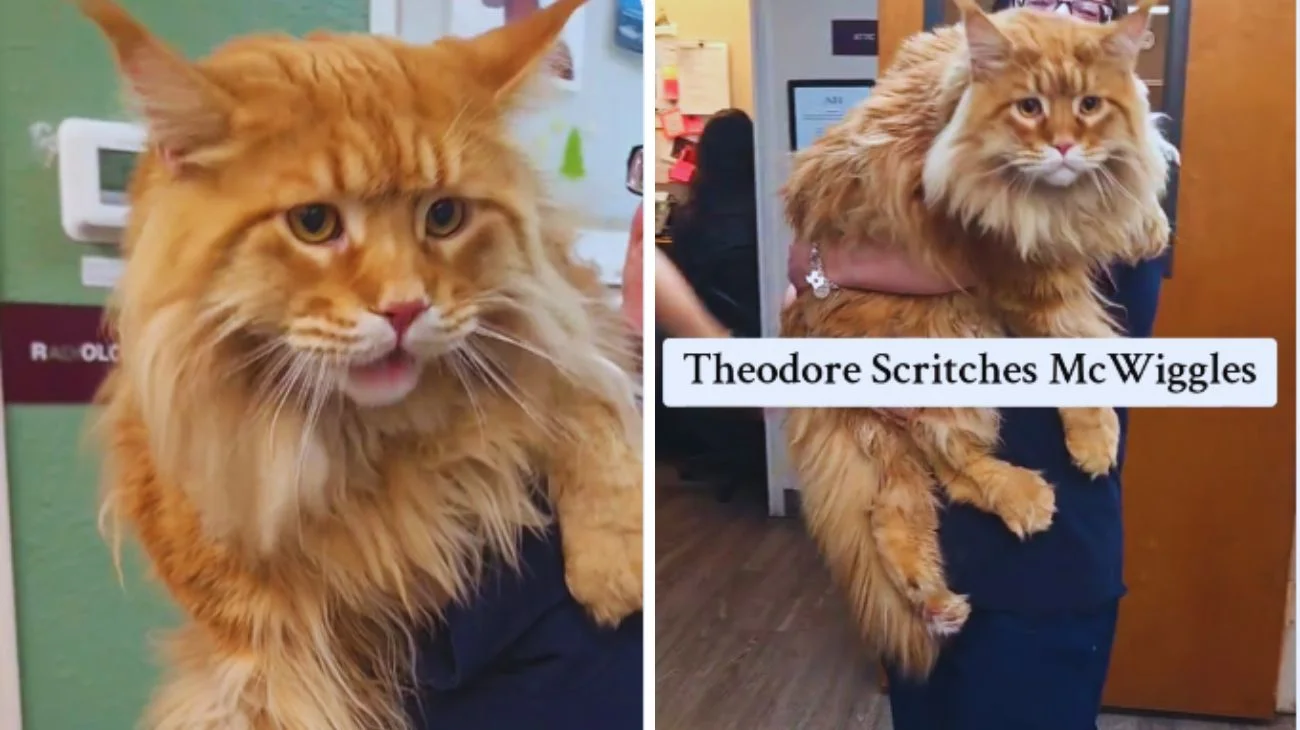 Il gatto più grande del mondo