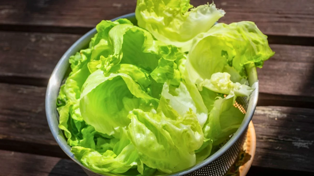 lattuga