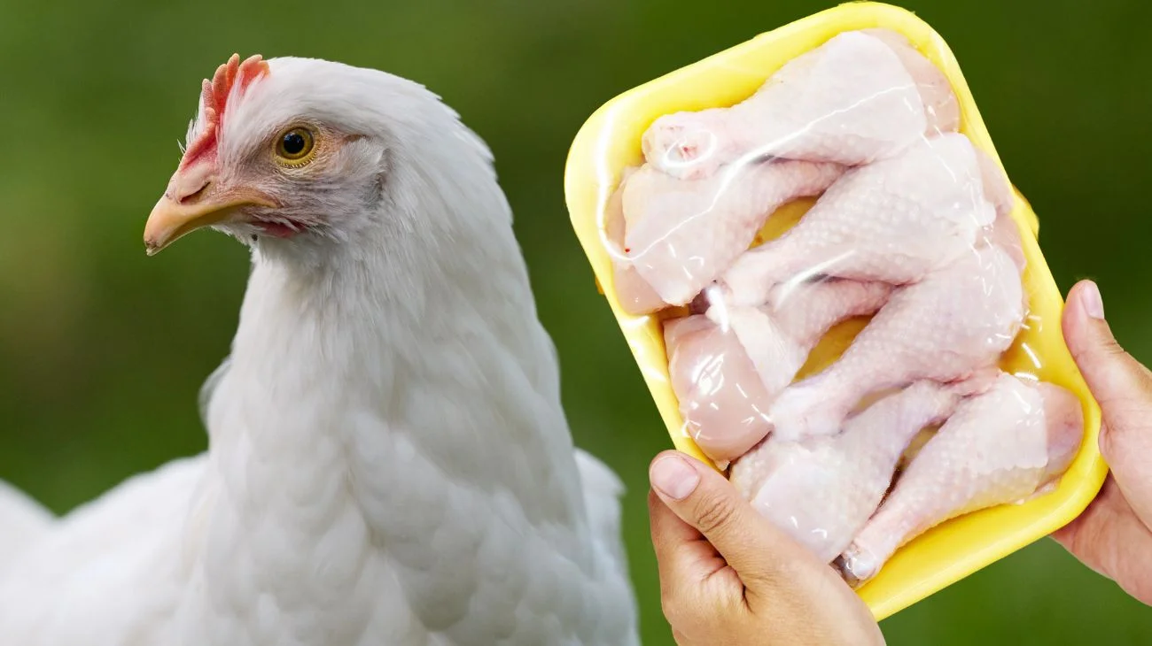 pollo supermercato (1)