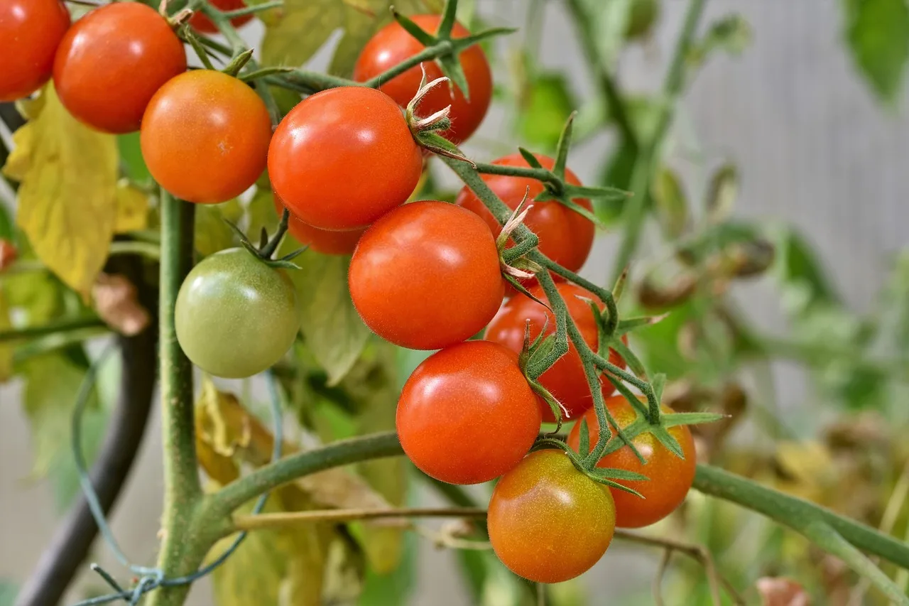 Pomodori in vaso sul balcone: l'errore che fanno quasi tutti e che rovina tutto prima ancora di iniziare2026-05-01T08:35:26.023Z"