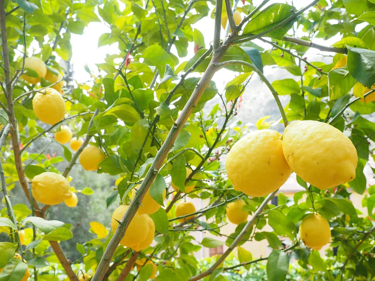 Il limone in casa profuma davvero tutta la stanza, ma quasi nessuno sa come farlo crescere sano e produttivo in vaso2026-05-01T09:35:32.189Z"