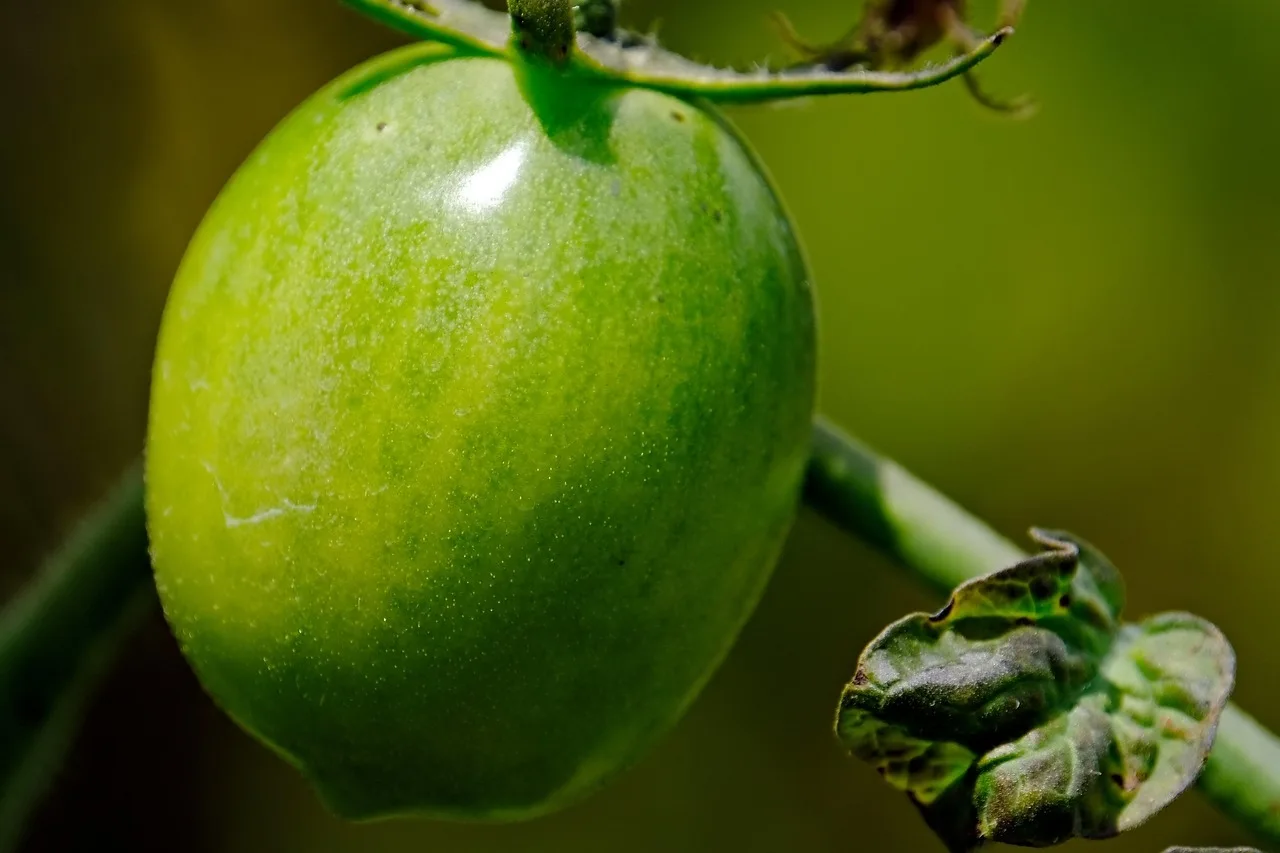 I tuoi pomodori restano verdi per settimane? Stai probabilmente sbagliando queste cose nell'orto2026-05-01T10:06:04.013Z"