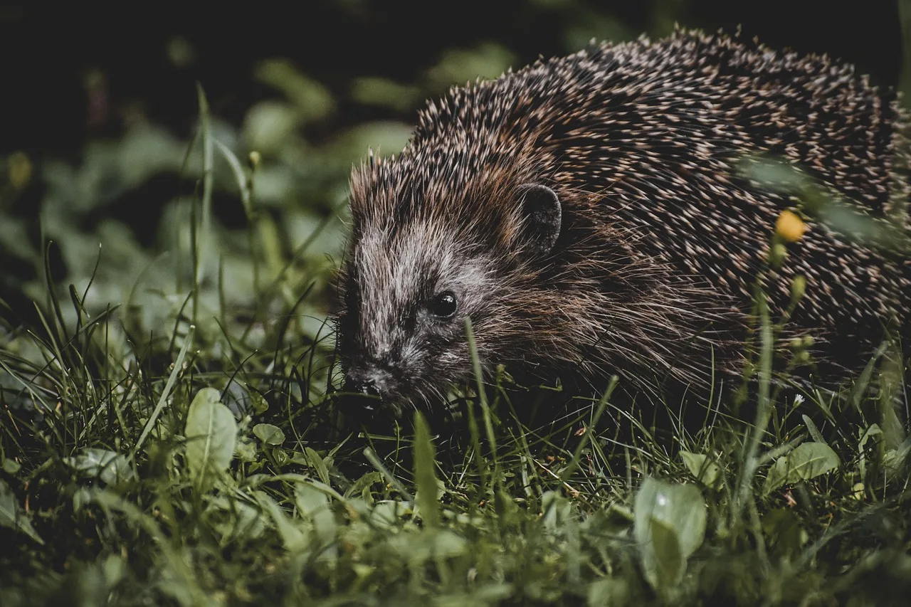 Il piccolo animale notturno che tiene lontani lumache e parassiti dal tuo giardino senza usare nemmeno un prodotto chimico2026-05-02T08:18:55.629Z"